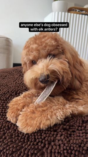 Video post by @tedflixnchill on TikTok