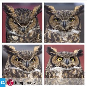 Image post by @templealumni on Instagram