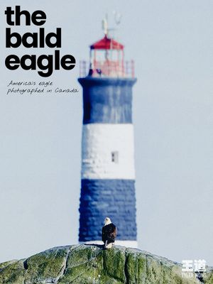 Image post by @tylerthecreator.jpeg on Instagram