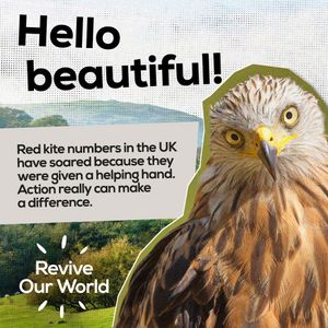 Image post by @rspb on Instagram