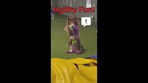 Video post by @dogsthat on YouTube