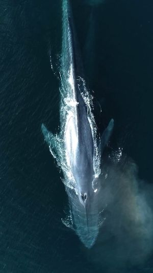 Video post by @bbcearth on Instagram