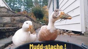 Video post by @thequackkpackk on TikTok