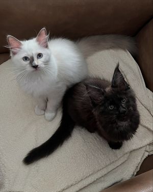 Image post by @brunrik.and.pyrene.ragdolls on Instagram