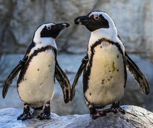 Image post by @sandiegozoo on Instagram