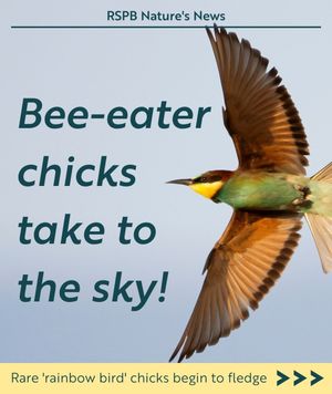 Image post by @rspb on Instagram