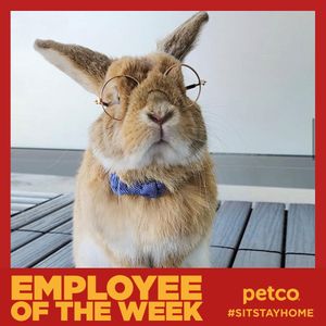 Image post by @petco on Instagram