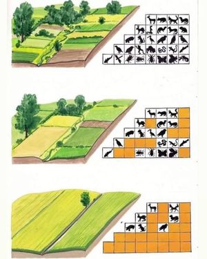 Image post by @operitoambiental on Instagram