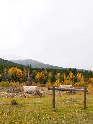 Image post by @cmcalgary on Instagram