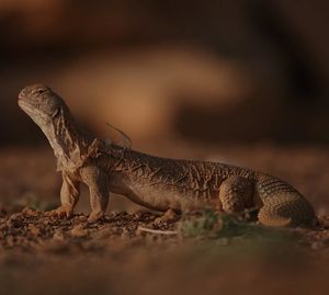 Image post by @hardik_wildlife_filmmaker on Instagram