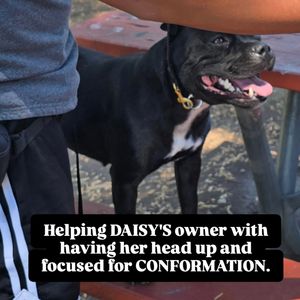 Image post by @itsadogswrld on Instagram