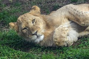 Image post by @detroitzoo on Instagram
