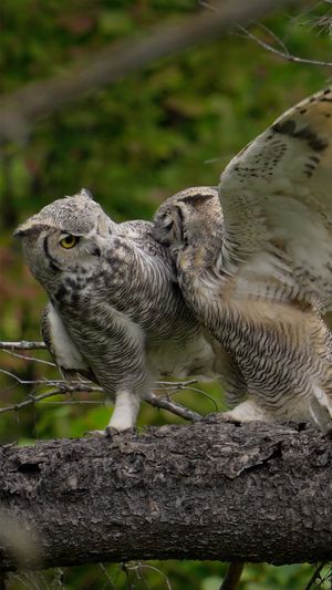 Video post by @bbcearth on Instagram