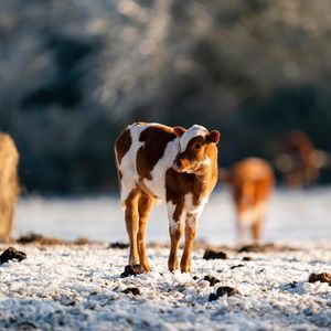 Image post by @txextension on Instagram