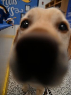 Image post by @StLouisBlues on Twitter