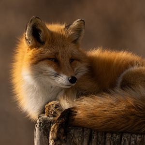 Image post by @animalplanet on Instagram