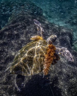 Image post by @sealegacy on Instagram