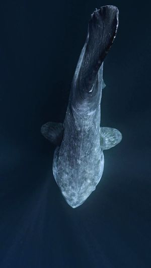 Video post by @bbcearth on Instagram