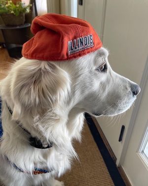 Image post by @illinibarstool on Instagram