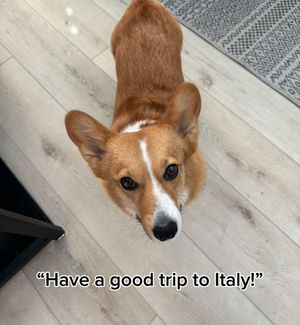 Image post by @ziggy_thecorg on Instagram