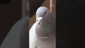 Video post by @60 Minutes on YouTube