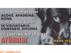Image post by @lealesorg on Instagram