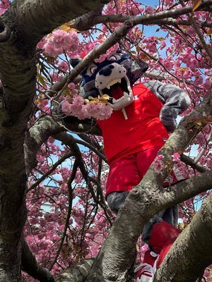 Image post by @stonybrooku on Instagram