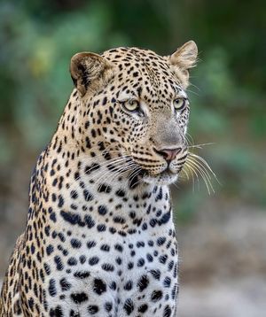 Image post by @chiawasafaris on Instagram