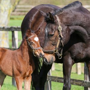 Image post by @juddmonte on Instagram