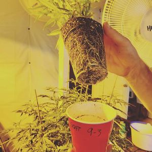 Image post by @TheGrowDoctorOklahoma on Facebook