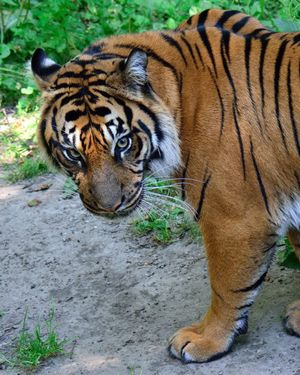 Image post by @thetorontozoo on Instagram