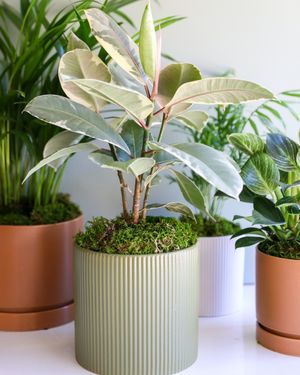 Image post by @rogersgardens on Instagram