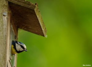 Image post by @rspb on Instagram