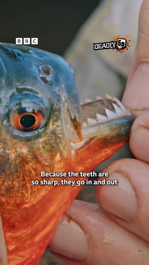 Video post by @bbcearth on TikTok