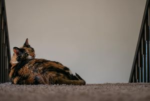 Image post by @zk_multimedia on Instagram