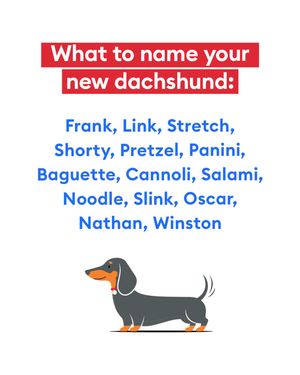 Image post by @petsmart on Instagram