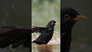 Video post by @bbcearth on YouTube