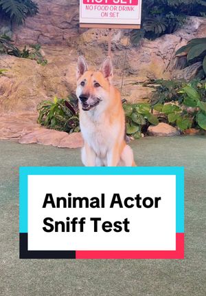 Video post by @universaldestinations on TikTok