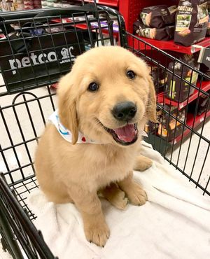 Image post by @petco on Instagram