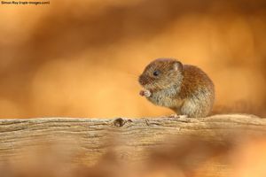 Image post by @rspb on Instagram