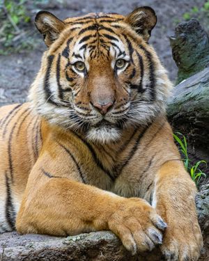 Image post by @sandiegozoo on Instagram