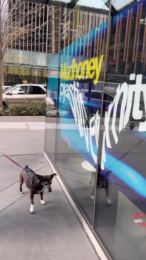 Video post by @subpop on Instagram