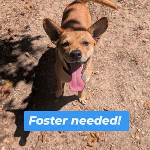 Image post by @northmeckanimalrescue on Instagram