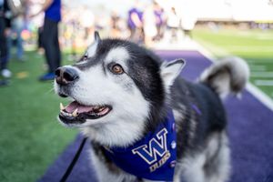 Image post by @dubs_uw on Instagram