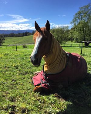 Image post by @snaffle_it on Instagram