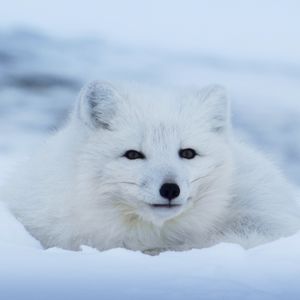 Image post by @bbcearth on Instagram