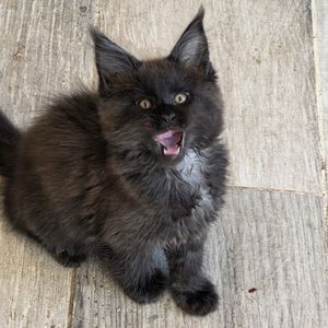 Image post by @brunrik.and.pyrene.ragdolls on Instagram