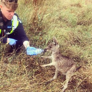 Image post by @victoriapolice on Instagram