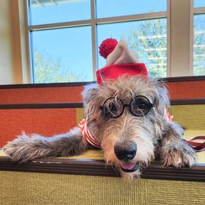 Image post by @thesavannahwolfhound on Instagram