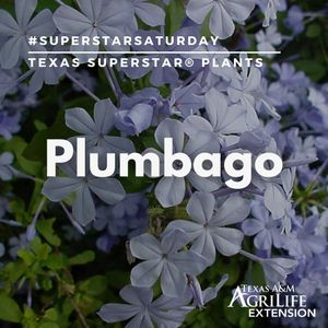 Image post by @txextension on Instagram
